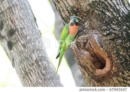 green Parrots in nature 67995687