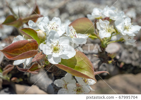 Twentieth century pear flowers Twentieth century pear flowers 67995704