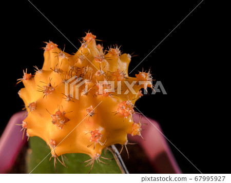 Yellow cactus Yellow cactus 67995927