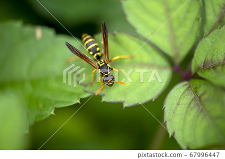 Futamon Asaki 67996447