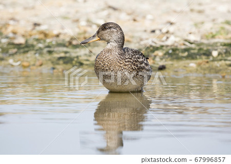 Gadwall (Mareca strepera) sitting in water at the Gadwall (Mareca strepera) sitting in water at the 67996857