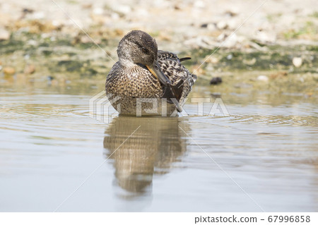 Gadwall (Mareca strepera) sitting in water at the 67996858