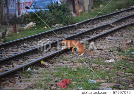 Dhaka, Bangladesh: Cityscape along the railroad and stray cat walking along the railroad track 67997073