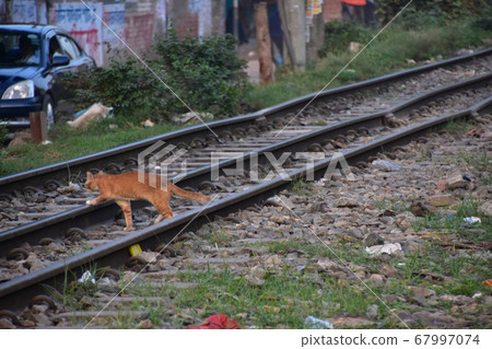 Dhaka, Bangladesh: Cityscape along the railroad and stray cat walking along the railroad track 67997074