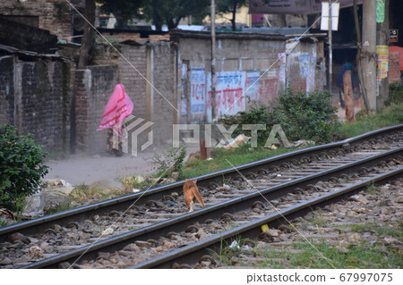 孟加拉國達卡，流浪貓沿著鐵軌行走，一名穆斯林婦女沿著鐵軌行走 67997075