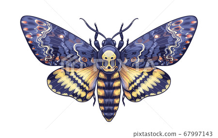 Vector Colored Acherontia Styx Butterfly Isolated Vector Colored Acherontia Styx Butterfly Isolated 67997143