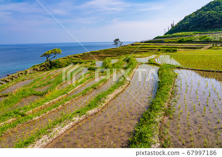 （石川縣）白麥千枚田水稻播種後的早晨 67997186