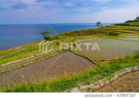 （石川縣）白麥千枚田水稻播種後的早晨 67997187