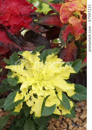 Yellow hagate tow Yellow hagate tow 67997231