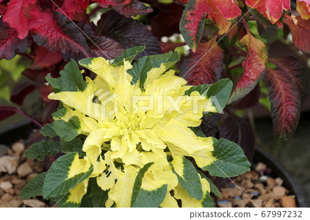 Yellow hagate tow Yellow hagate tow 67997232