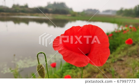 Flower poppy Flower poppy 67997773