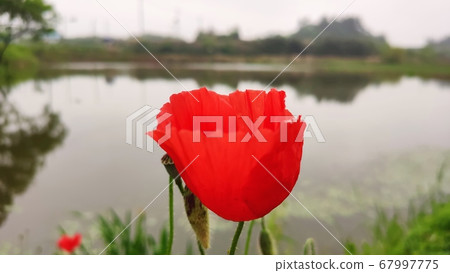 Flower poppy Flower poppy 67997775
