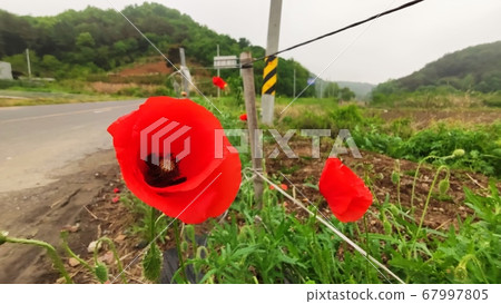 Flower poppy 67997805