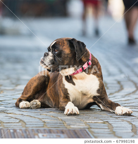 Beautiful german boxer dog wearing red collar, lying outdoors on the street 67998198