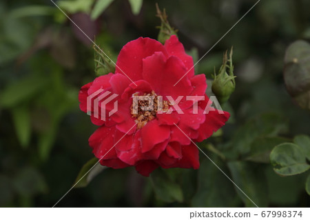 Arao City Ooyamai citizen flower bed Roses flower Arao City Ooyamai citizen flower bed Roses flower 67998374