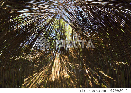 Natural light inside the bamboo building 67998641