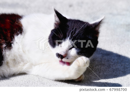 Cat nap cute healing 67998700