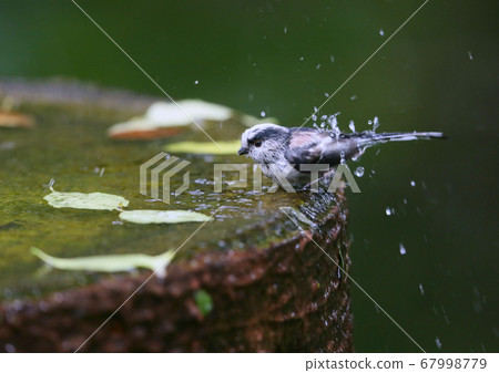 Long-tailed longtail bathing in a bird bath Long-tailed longtail bathing in a bird bath 67998779