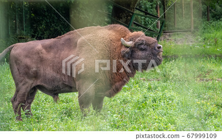 The European bison grazes on a green field with tall grass. The European bison grazes on a green field with tall grass. 67999109