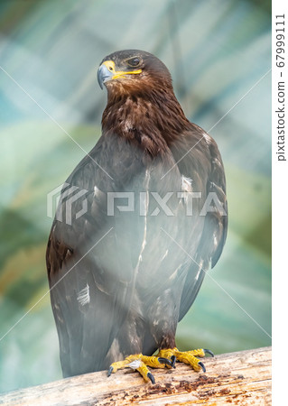 The bird of prey, black kite, proudly sits on a branch The bird of prey, black kite, proudly sits on a branch 67999111