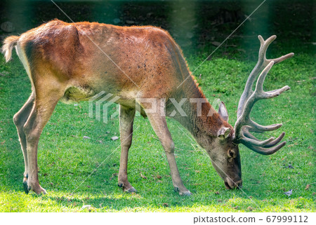 Red deer with big horns grazes in a forest glade 67999112