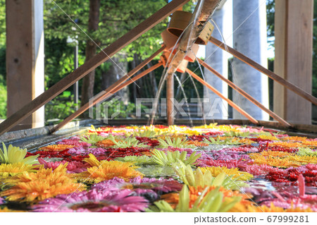 福岡春日神社的花水 福岡春日神社的花水 67999281