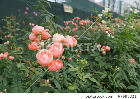 Pink roses were in bloom. 67999321