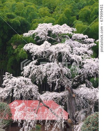 Single Cherry Blossom-Yukimuraan Yukimura Sakura (2020) 67999481