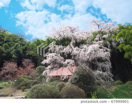 櫻花-雪村紀之櫻村(2020) 櫻花-雪村紀之櫻村(2020) 67999901