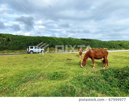 Donkey, Nature and Yonaguni Island 67999977