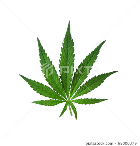 Real leaf marijuana, hemp isolated on white background. Cannabis backdrop Real leaf marijuana, hemp isolated on white background. Cannabis backdrop 68000379