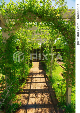 名古屋港口野花花園矢車菊新鮮的綠色通道 名古屋港口野花花園矢車菊新鮮的綠色通道 68000883