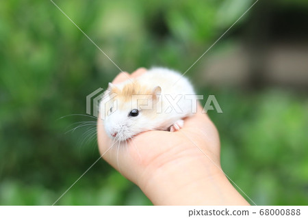 Hamster Hamster 68000888