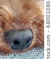 狗的鼻子 68001086