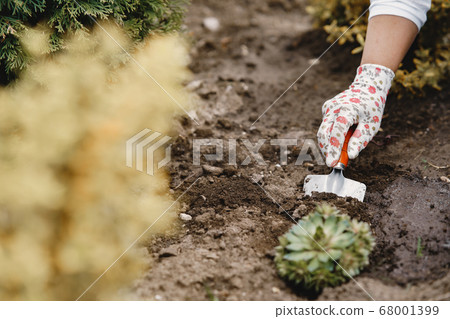 Beautiful woman works in a garden near the house Beautiful woman works in a garden near the house 68001399