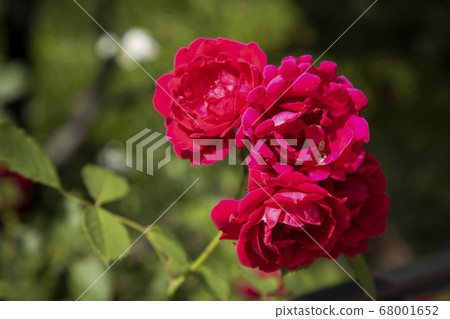 Red rose flower 68001652