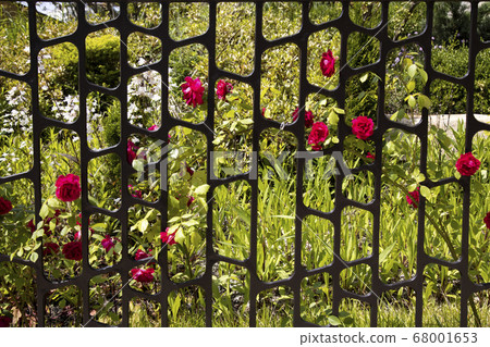 A fence with red roses 68001653