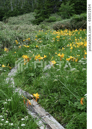 Landscape natural plant photo Hachimantai National Park Alpine plant Nikkosuge flowering Landscape natural plant photo Hachimantai National Park Alpine plant Nikkosuge flowering 68001934