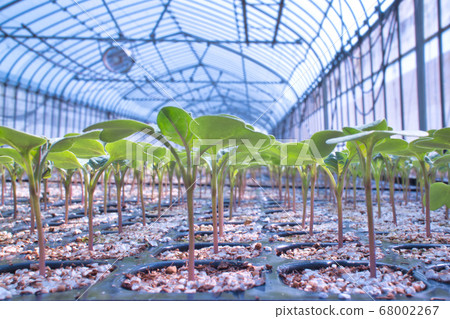 An endless broccoli seedling 68002267