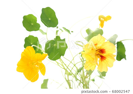 Nastatum golden yellow Nastatum golden yellow 68002547