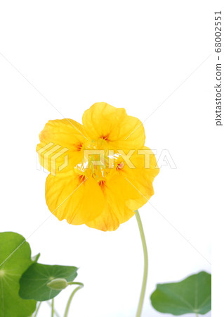 Nastatum golden yellow Nastatum golden yellow 68002551
