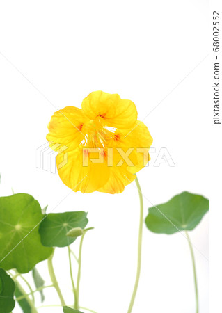 Nastatum golden yellow Nastatum golden yellow 68002552