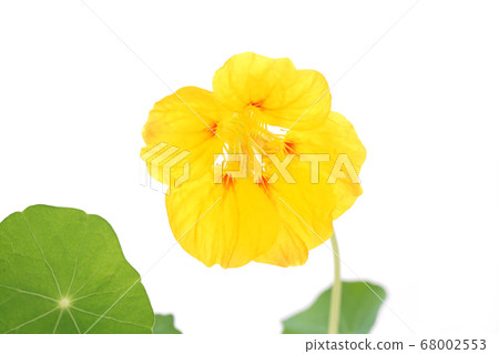 Nastatum golden yellow Nastatum golden yellow 68002553