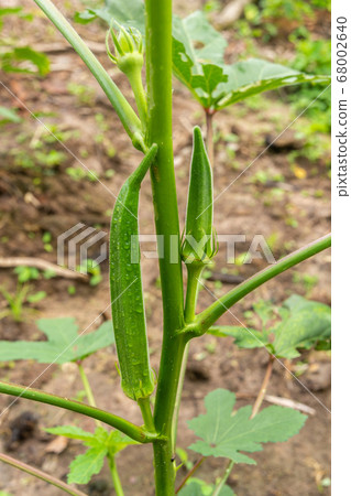 Young green okra on tree in vegetable garden garden. Young green okra on tree in vegetable garden garden. 68002640