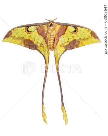 moon moth (Actias maenas) isolated on white background 68002644