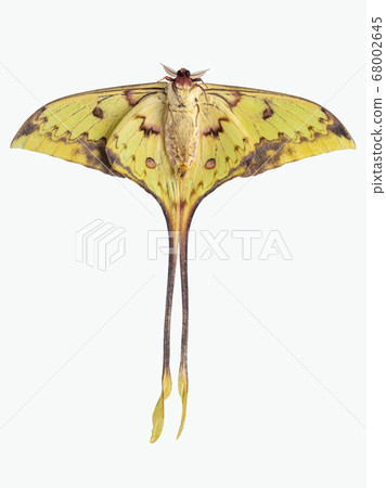 moon moth (Actias maenas) isolated on white background moon moth (Actias maenas) isolated on white background 68002645