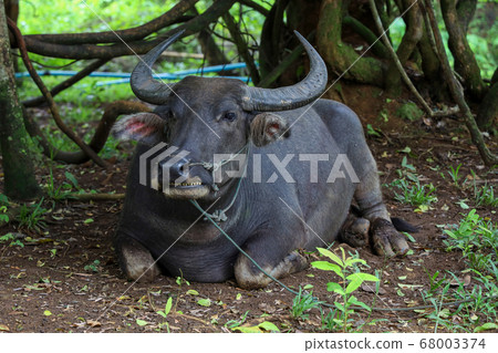 The buffalo is rest under the tree at garden in The buffalo is rest under the tree at garden in 68003374