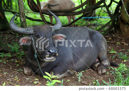 The buffalo is rest under the tree at garden in The buffalo is rest under the tree at garden in 68003375