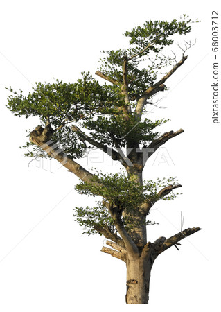 Tree isolated on white background. 68003712