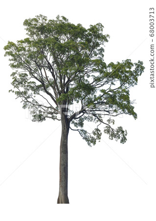 Big Tree isolated on white background. Big Tree isolated on white background. 68003713